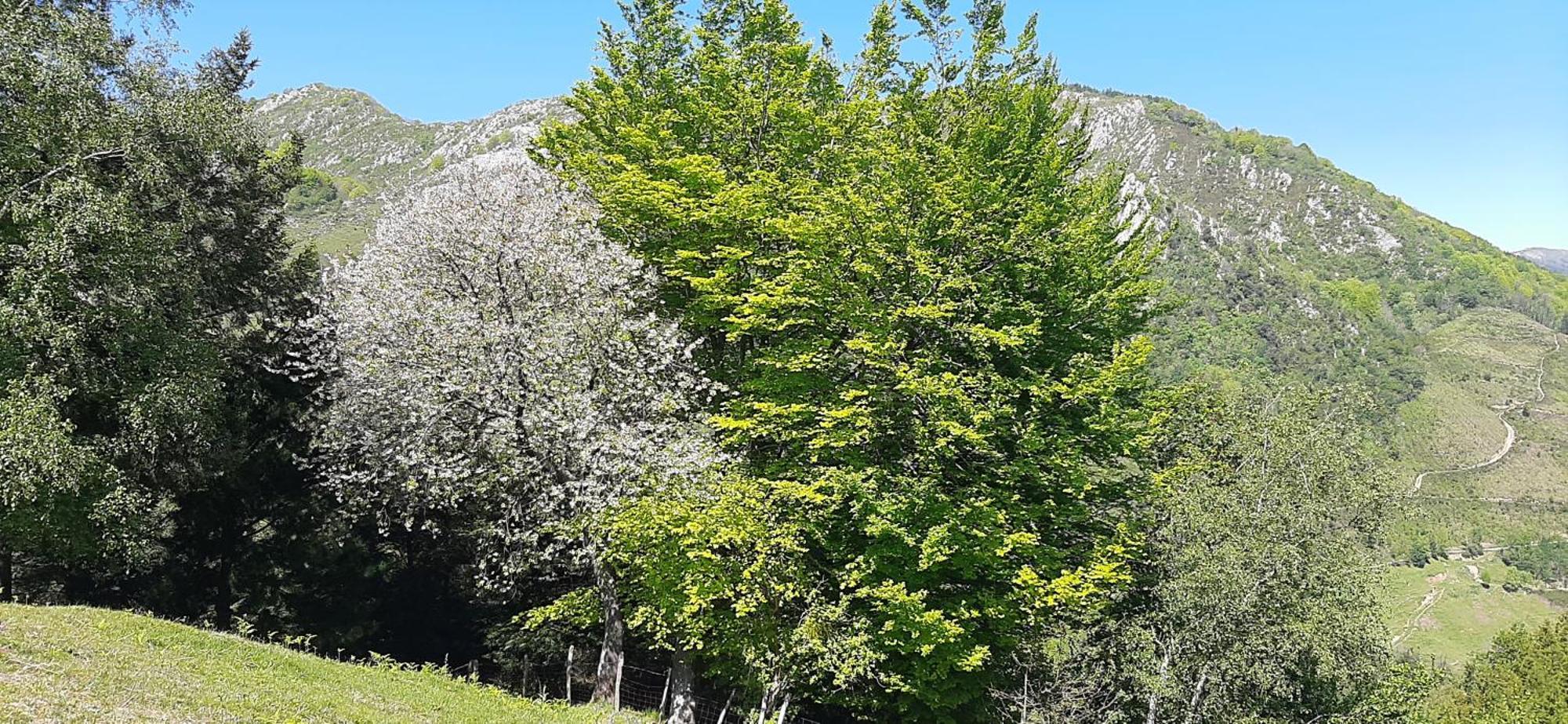 Ondarbaso Rurales Ii